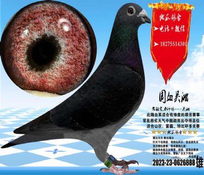 ��Ѫ�����������һ����Ӻ�888����������