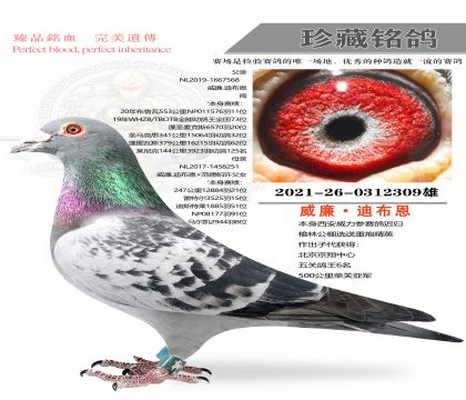 �����ϲ���309