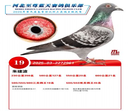 �����������ظ���19��