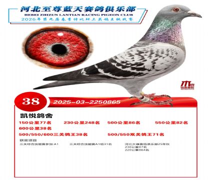 �����������ظ���38��