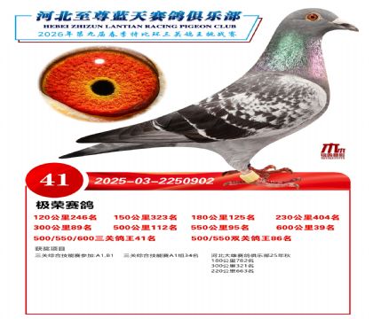 �����������ظ���41��