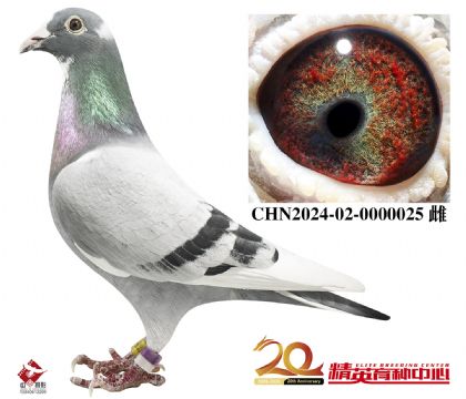 ����.Ӣ��˹94-178ֱ��