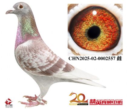 �������롰��ѻ��ض���ֱ��Ů