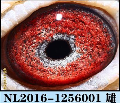 ����յĸ���