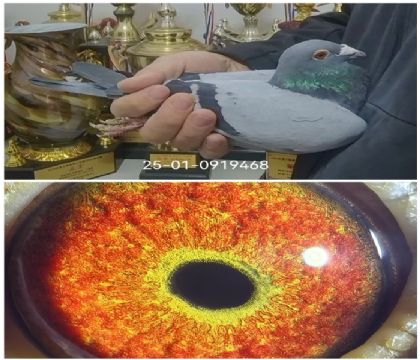 �����Ҳ�Ĭ��ԭ��ֱ��