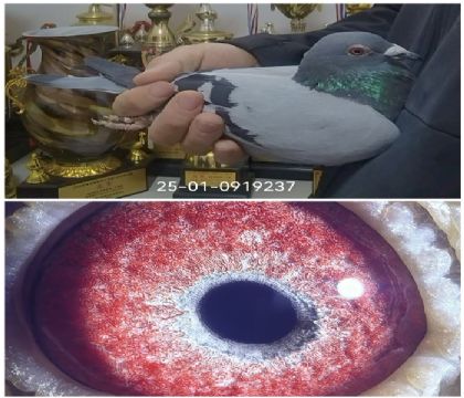 ����ɣ��ʿ�����ھ�����