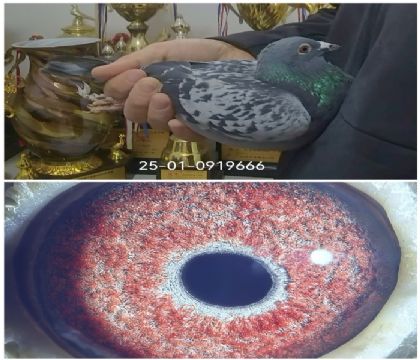 �����Ҳ�Ĭ�¹�������ھ�ȫƽ��