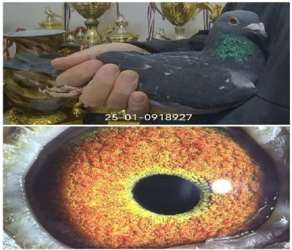 �������Ǿ�ֱ����ھ��Ż�Ѫ