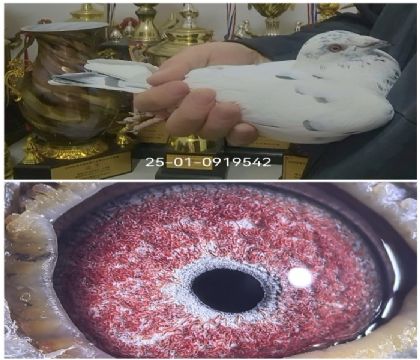 ������ɫ��������վ�Ǿ�ֱ��