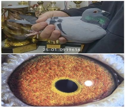 �����Ҳ�Ĭ���ð�������Ǿ�ƽ��ֱ��