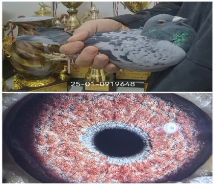 ���������˹��������˹����