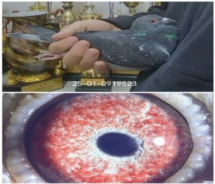 �ɸ��乫��ھ�ֱŮ