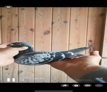 ���ǿ��ո���585