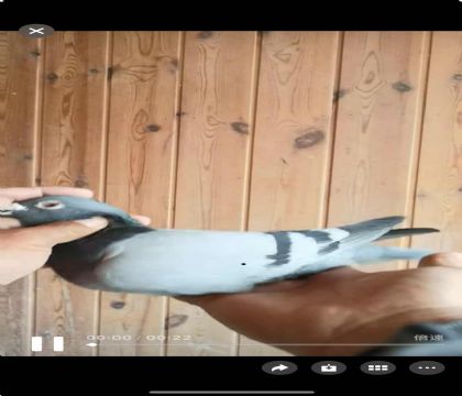 ���ǿ��ո���741