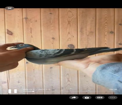 ���ǿ��ո���263