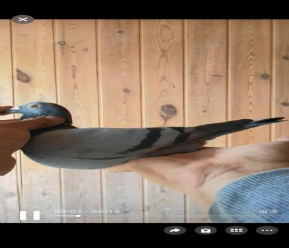 ���ǿ��ո���994