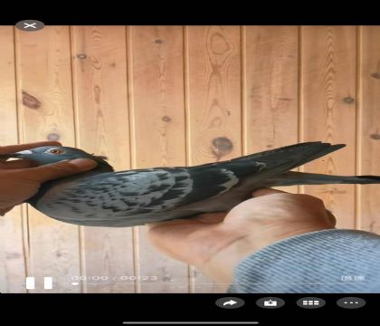 ���ǿ��ո���395