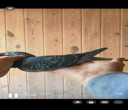 ���ǿ��ո���621