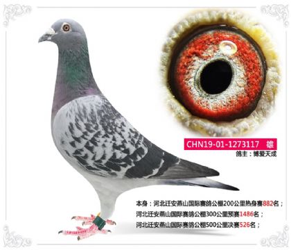 �ӱ�Ǩ����ɽ�������빫��500�������526��   ��	