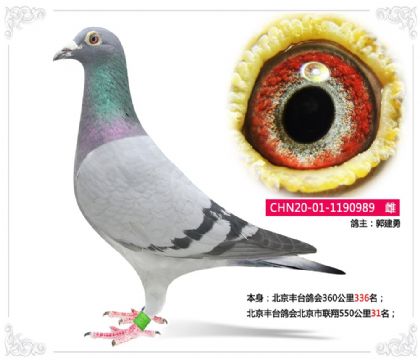 ������̨��ᱱ��������550����31��  ��	