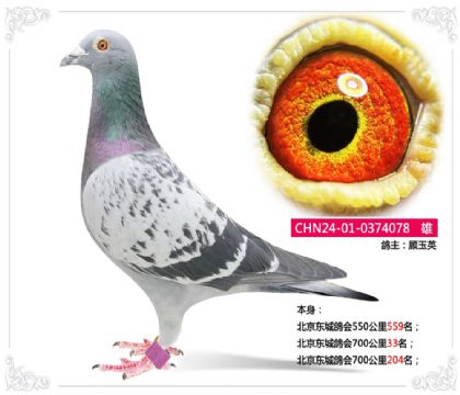 �������Ǹ��700����33��  ��	