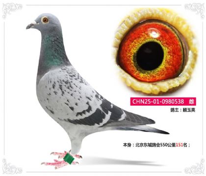 �������Ǹ��550����151��   ��	