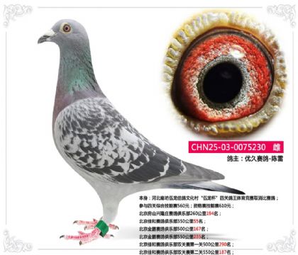 �����Ѻ�������ֲ�˫�����ڶ���550����187��  ��	