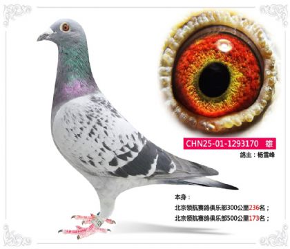 �����캽������ֲ�500����173��   ��	