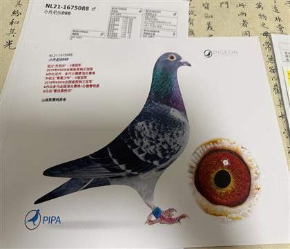 ������Ƭ