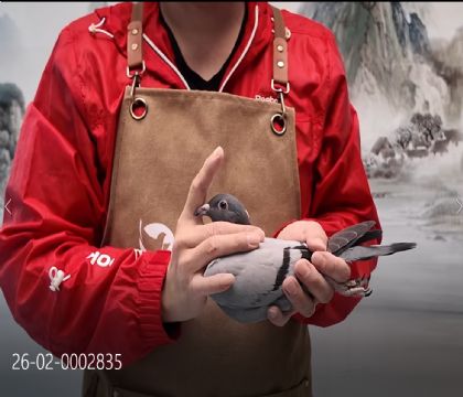 �������롰240��������Ů