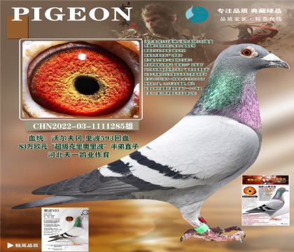 �ӱ���һ��ҵ.����������ﲨ����-·��593��Ѫ