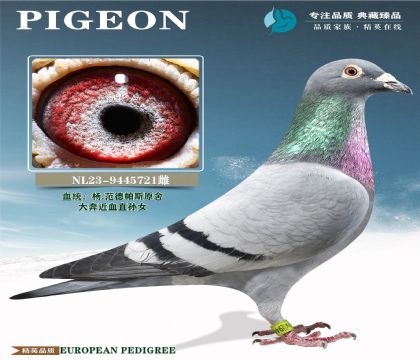 ��.������˹ԭ�ᡰ�󱼡���Ѫ��Ů