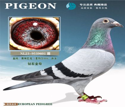 ���ض�Ѫϵԭ���ָ�