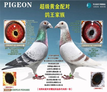 ��һ�ƽ����-���ƶ�X�˵�����˹