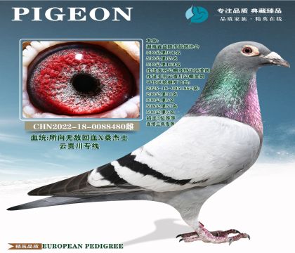 �ƹ�ר��.�����޵�Xɣ��ʿ