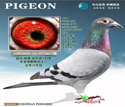 �ƹ�ר��.�ϲ���X����