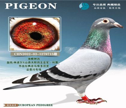 �ƹ�ר��.�ֲ���X��������Ǿ�