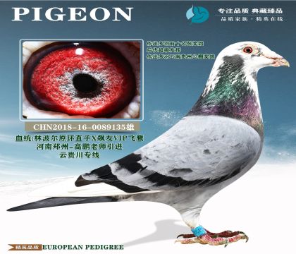 �ƹ�ר��.�ֲ���ԭ��X ��ӥ