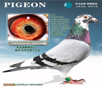 �ƹ�ר��.�������ָ�֮һ�����ֿ�˹X�ɸ�