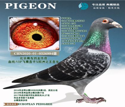 ������Ѹ�ҵ�ָ�-��ӥXŷ��