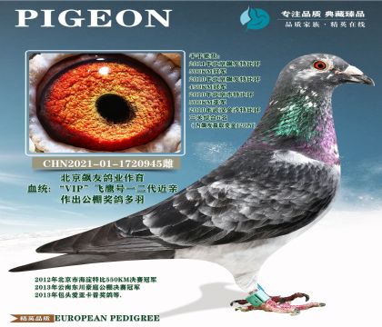 ������Ѹ�ҵ�ָ�-VIP��ӥ