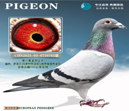 �й�KBDB��������500�������辫ѡ