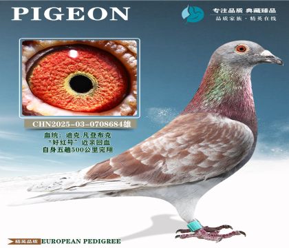 �й�KBDB��������500�������辫ѡ