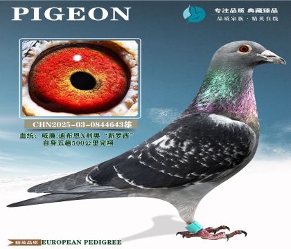 �й�KBDB��������500�������辫ѡ