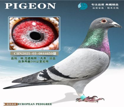 �й�KBDB��������500�������辫ѡ