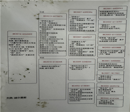 Ѫͳ�鷭�����ԭʼѪͳ�鶪ʧ