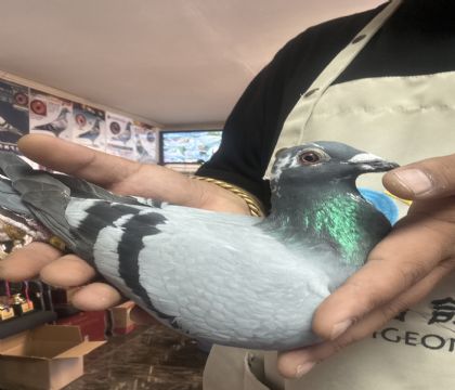 1.��ŵ���׻�Ѫ�����ָ�