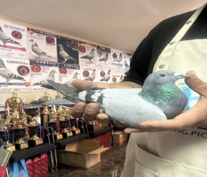 5.����550����86��