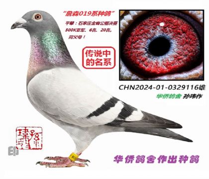 4��--ղɭ019ϵ��Ѫ�ָ�24-01-0329116��