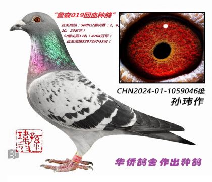 10��--ղɭ019ϵ���ػ�Ѫ�ָ�-1059046��